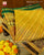 Exclusive Laheriya Bhat Single Ikat Rajkot Patola Saree