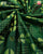 Exclusive Zari Butta Fancy Design Green Single Ikat Rajkot Patola Saree