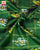 Traditional Rani Gulabi and Green Zari Checks Hathi Popat Rajkot Patola Saree